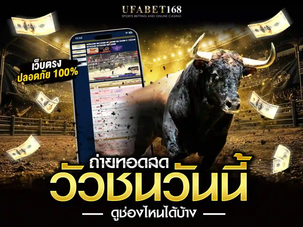 วัวชนวันนี้